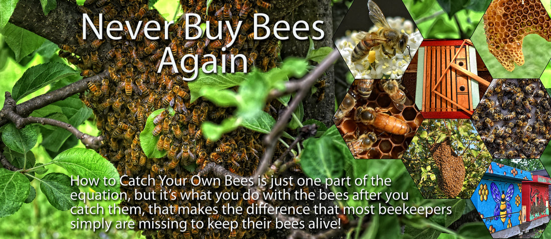 Where to Get Honey Bees: Buying Bees vs. Catching Your Own